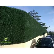 Plaques Clipsables Thuya - 50x50cm